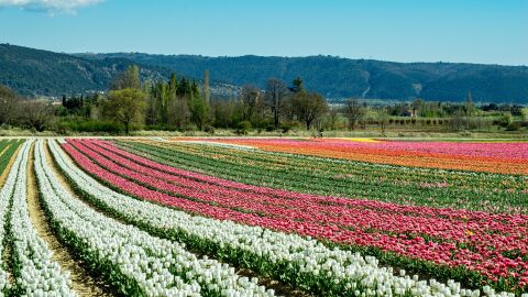 Floración en Luberon en mayo