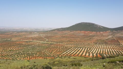 Olivar en Mora, Toledo