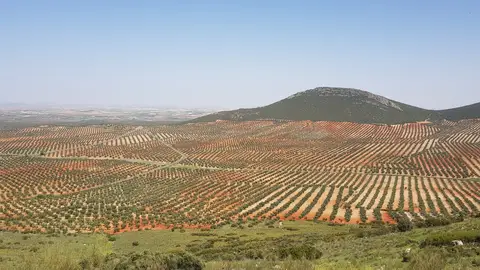 Olivar en Mora, Toledo Olivar en Mora, Toledo