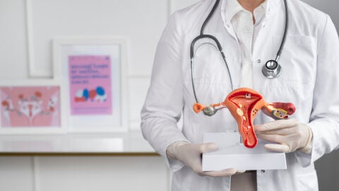 Doctor con un modelo anatómico del aparato reproductor femenino