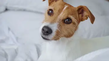 Perro mirando de lado Perro mirando de lado
