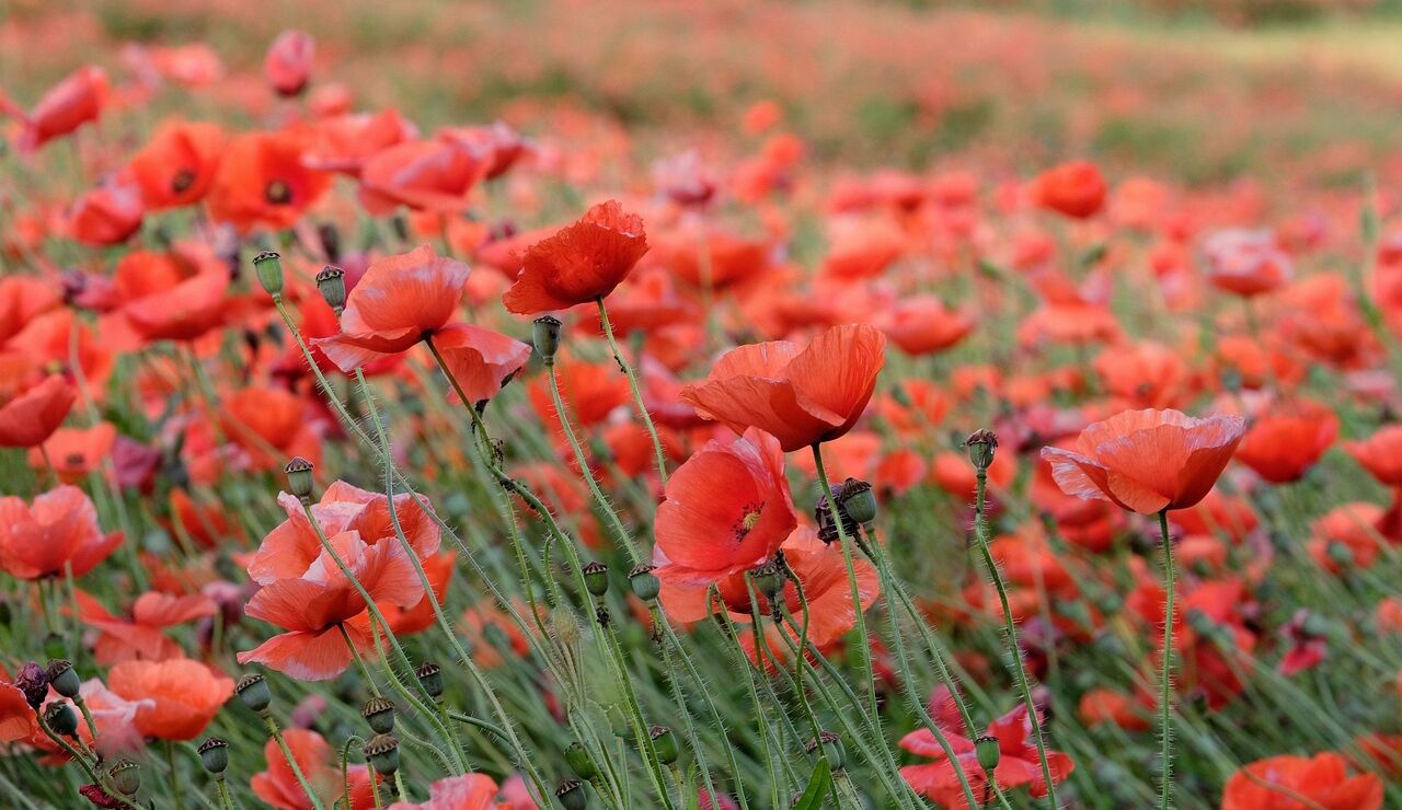 Amapolas