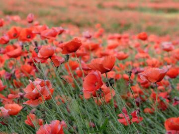 Amapolas