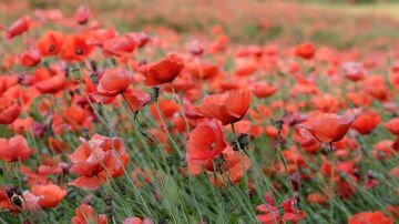 Amapolas