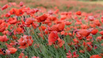 Amapolas Amapolas
