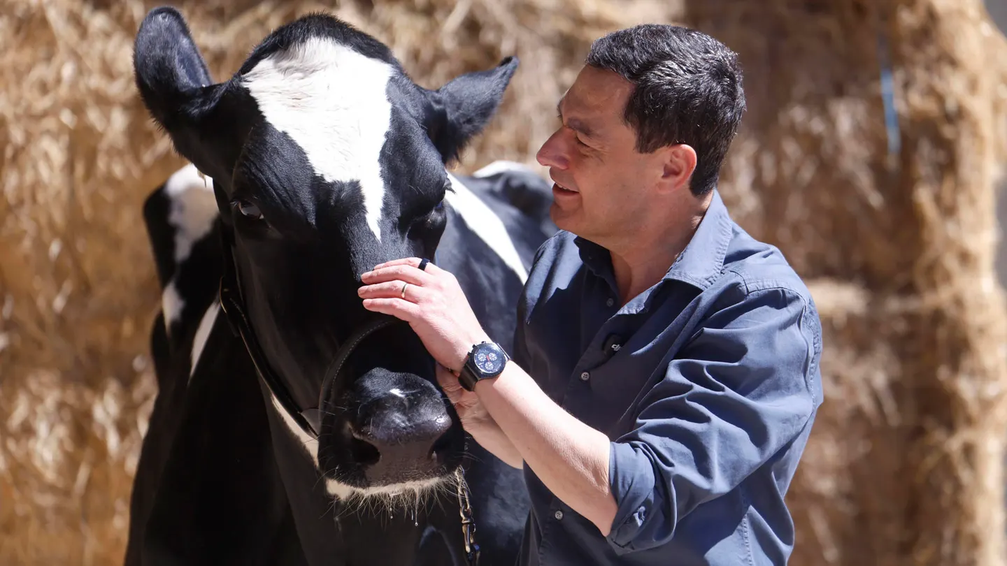 El candidato del Partido Popular a la Junta de Andalucía Juanma Moreno se fotografía con la vaca Blanca El candidato del Partido Popular a la Junta de Andalucía Juanma Moreno se fotografía con la vaca Blanca