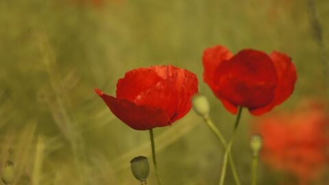 Amapolas