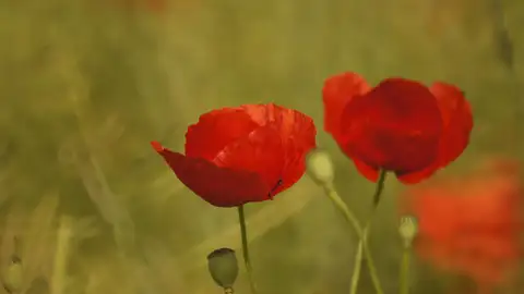 Amapolas Amapolas