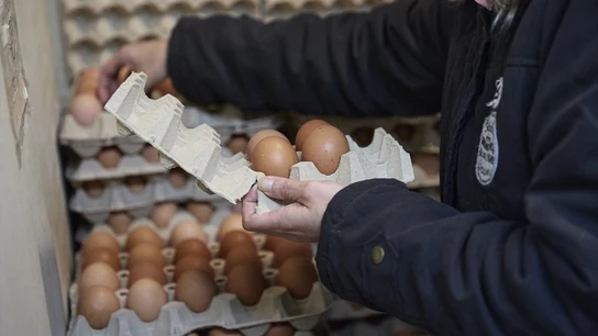 Imagen de archivo de una persona cogiendo huevos. Imagen de archivo de una persona cogiendo huevos.