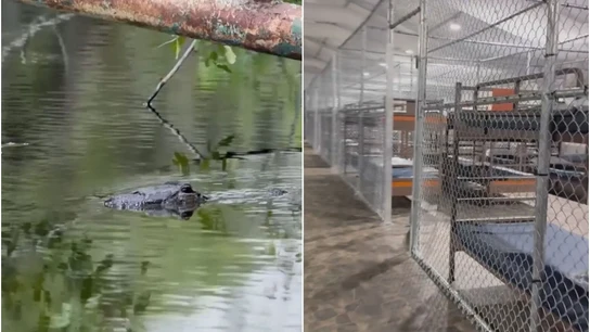 La cárcel de 'Alligator Alcatraz' La cárcel de 'Alligator Alcatraz'