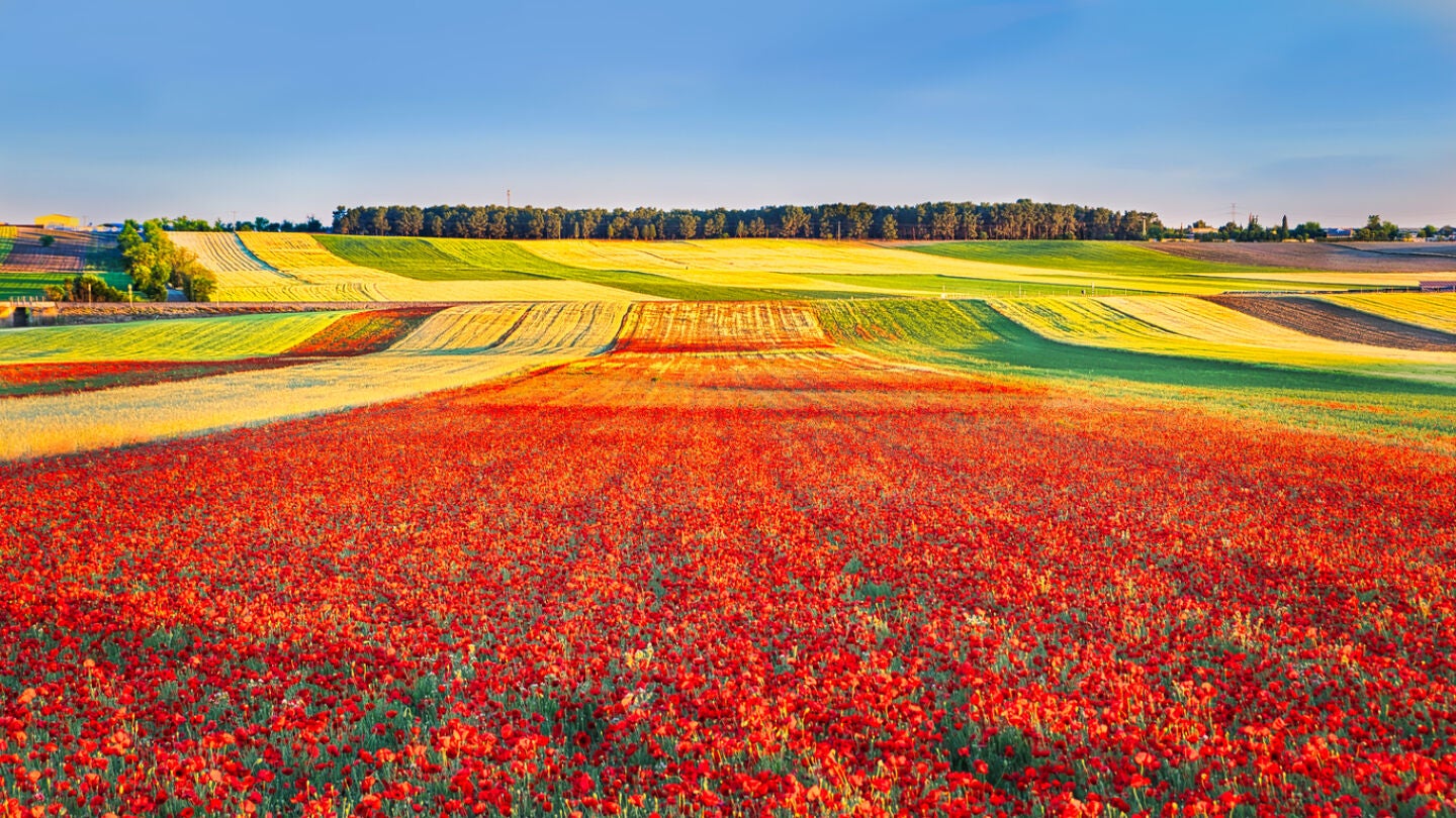 Campo de amapolas