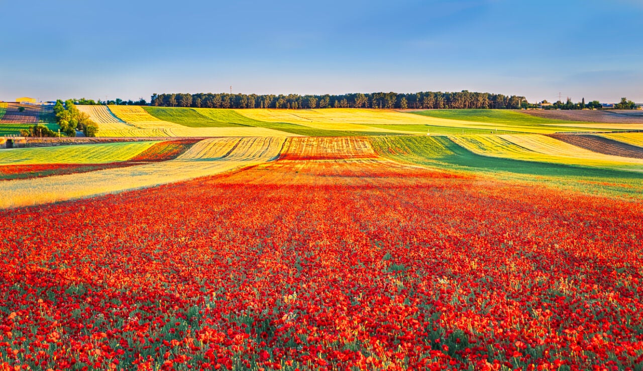 Campo de amapolas