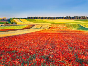 Campo de amapolas
