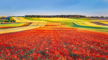 Campo de amapolas