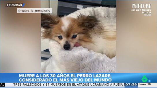 Conmoci&oacute;n en Aruser@s por la muerte de Lazare, el perro de 30 a&ntilde;os considerado uno de los m&aacute;s longevos del mundo