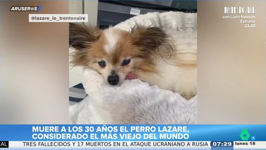 Conmoción en Aruser@s por la muerte de Lazare, el perro de 30 años considerado uno de los más longevos del mundo Conmoción en Aruser@s por la muerte de Lazare, el perro de 30 años considerado uno de los más longevos del mundo
