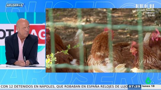 Aruseros gallo