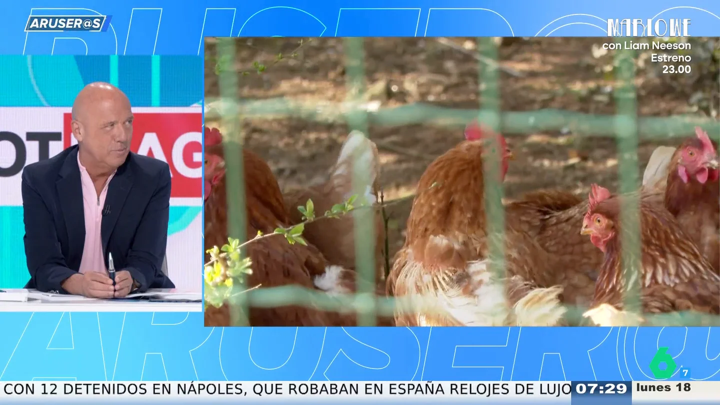Aruseros gallo Aruseros gallo