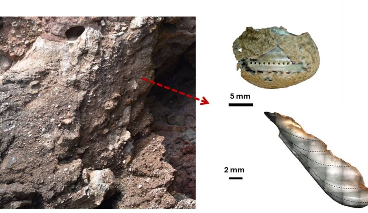 An&aacute;lisis en laboratorio de un ejemplar de caracolillo Phorcus turbinatus