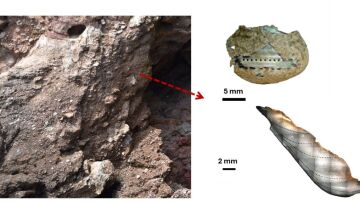 An&aacute;lisis en laboratorio de un ejemplar de caracolillo Phorcus turbinatus