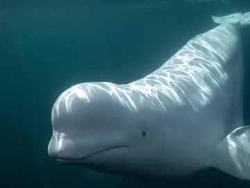 Ballena beluga Ballena beluga