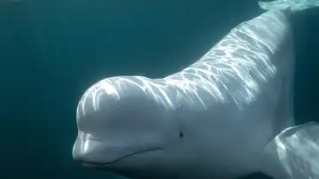 Ballena beluga Ballena beluga