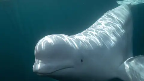 Ballena beluga Ballena beluga