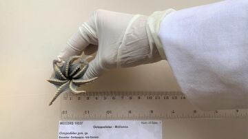 Descubren una nueva especie de pulpo azul del tama&ntilde;o de una pelota de golf