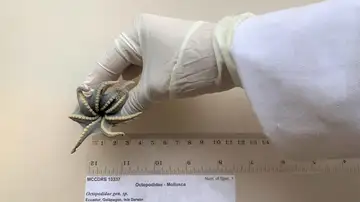 Descubren una nueva especie de pulpo azul del tamaño de una pelota de golf Descubren una nueva especie de pulpo azul del tamaño de una pelota de golf