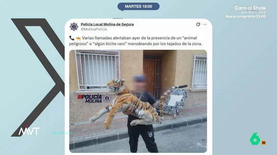Un tigre de peluche siembra el pánico en Molina de Segura: varios vecinos llamaron a la policía alarmados Muchos vecinos decidieron llamar a los agentes para advertirles de que había un felino de grandes dimensiones sobre el tejado de un domicilio. Esto hizo que se desplazaran varias dotaciones de la Policía Local al lugar.