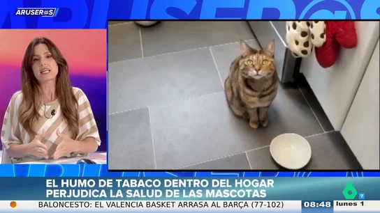 Los veterinarios advierten: si fumas en casa, perjudicas seriamente la salud de tus mascotas Los veterinarios advierten: si fumas en casa, perjudicas seriamente la salud de tus mascotas