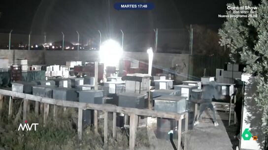 Los animales se encontraban en un recinto municipal. Los ladrones, encapuchados, abrieron los habit&aacute;culos de las aves. Leo &Aacute;lvarez se&ntilde;ala que este tipo de aves de competici&oacute;n pueden alcanzar los 20.000 euros. 