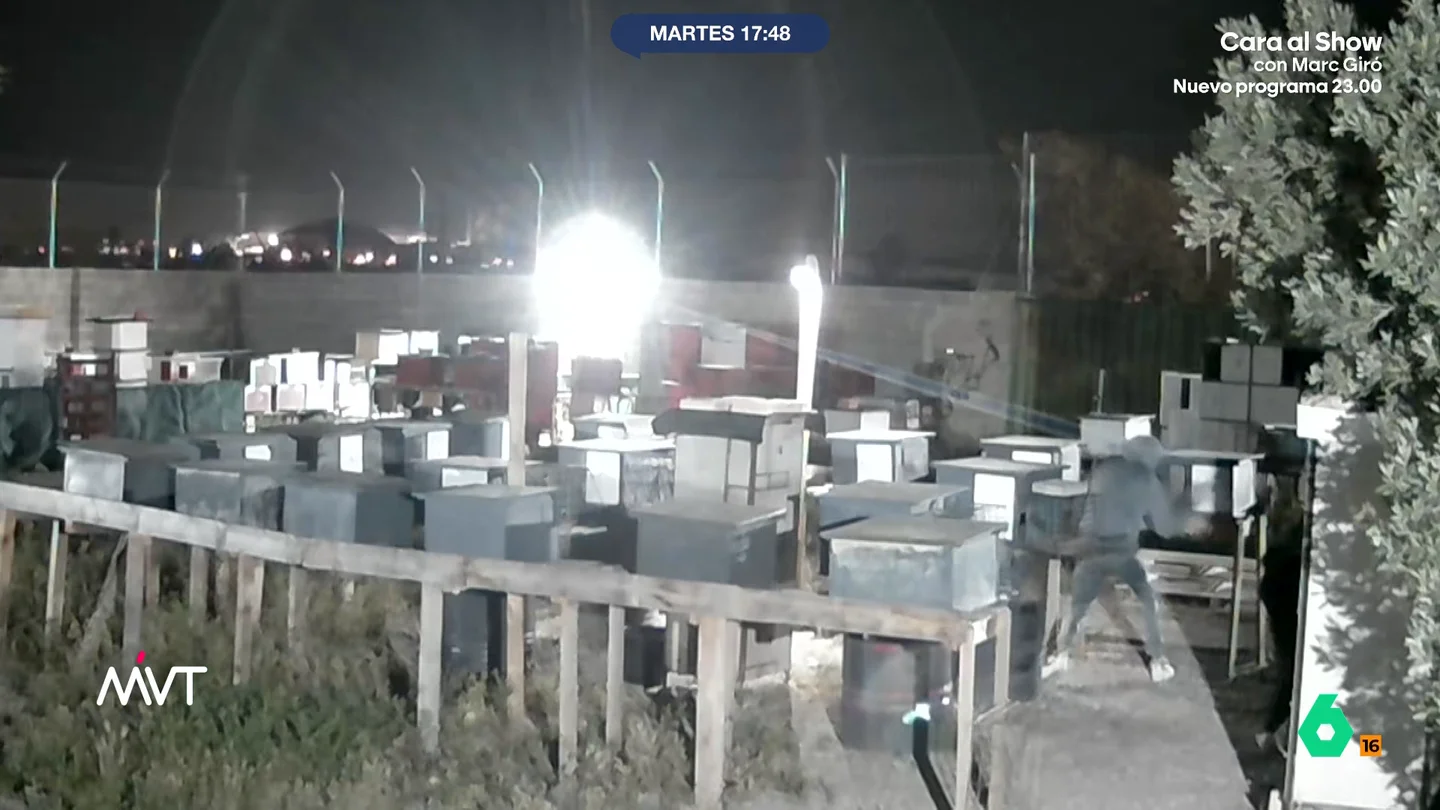 Roban 28 palomos de competición en Mislata, Valencia: es el sexto robo en lo que va de año Los animales se encontraban en un recinto municipal. Los ladrones, encapuchados, abrieron los habitáculos de las aves. Leo Álvarez señala que este tipo de aves de competición pueden alcanzar los 20.000 euros.