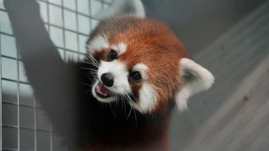 Un panda rojo Un panda rojo