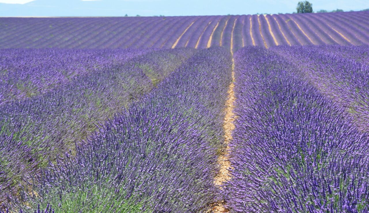 Valensole en la Provenza francesa