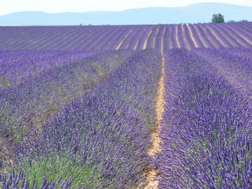 Valensole en la Provenza francesa