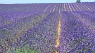 Valensole en la Provenza francesa