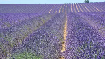 Valensole en la Provenza francesa Valensole en la Provenza francesa