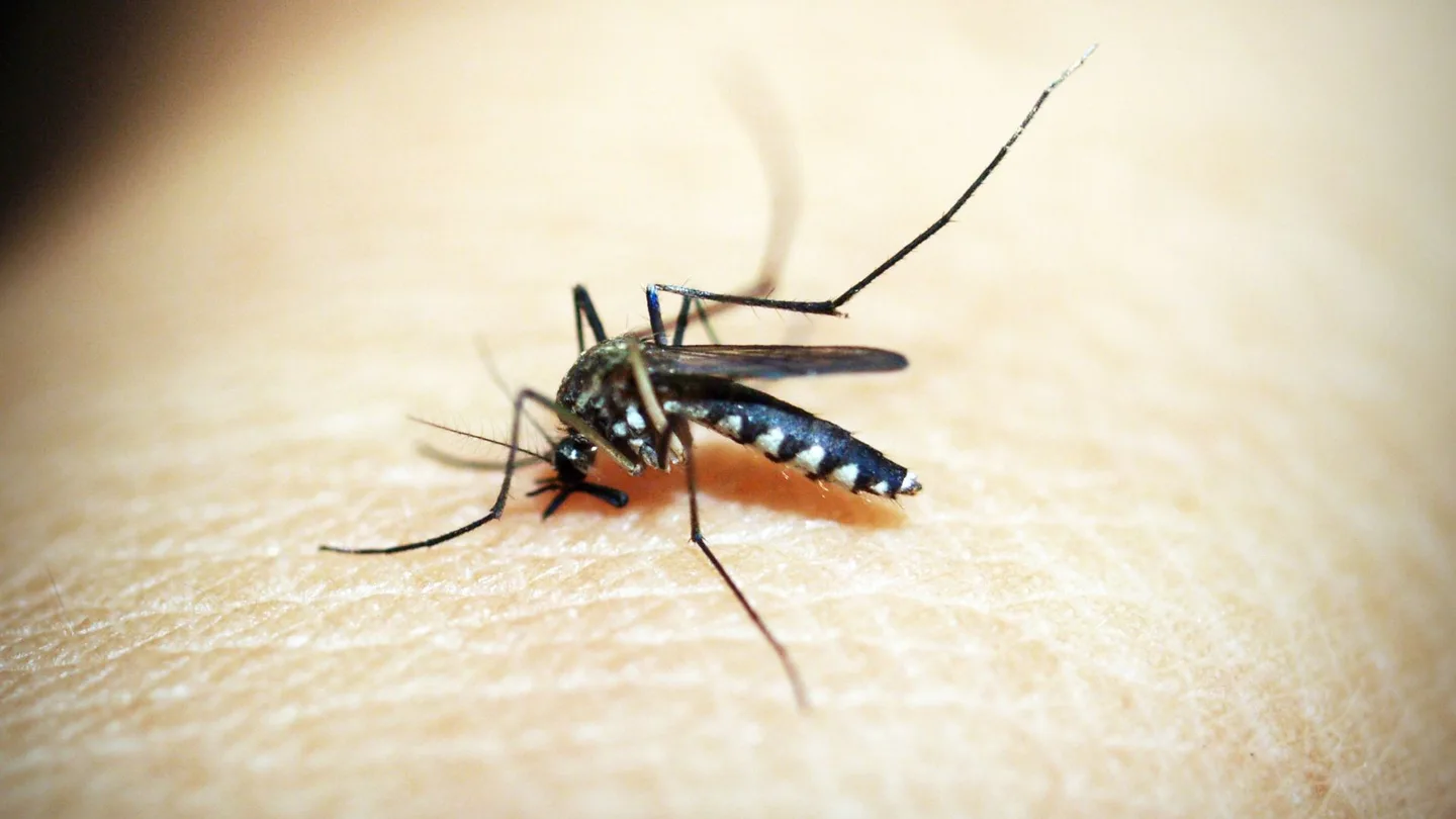 Imagen de archivo de un mosquito picando a una persona Imagen de archivo de un mosquito picando a una persona