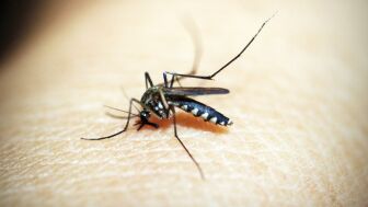 Imagen de archivo de un mosquito picando a una persona