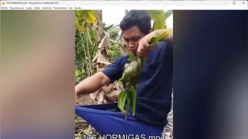 Hormigas