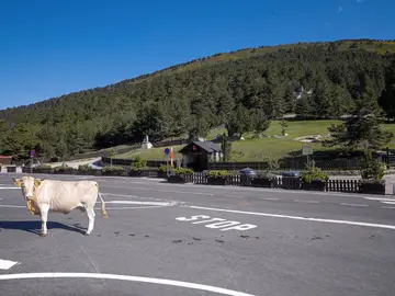 Desde un oso a una vaca en la carretera: cómo actuar ante los encuentros con animales este verano Desde un oso a una vaca en la carretera: cómo actuar ante los encuentros con animales este verano