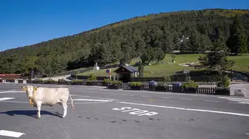 Desde un oso a una vaca en la carretera: cómo actuar ante los encuentros con animales este verano Desde un oso a una vaca en la carretera: cómo actuar ante los encuentros con animales este verano