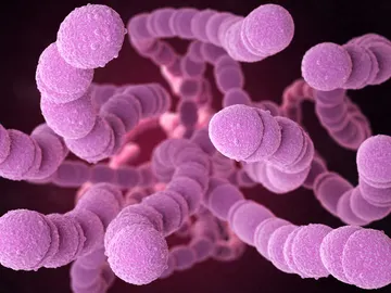 Bacteria Streptococcus Pneumoniae Bacteria Streptococcus Pneumoniae