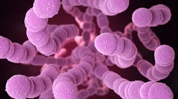 Bacteria Streptococcus Pneumoniae Bacteria Streptococcus Pneumoniae