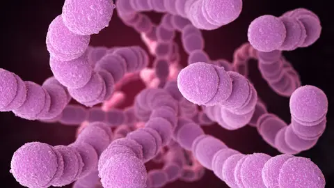 Bacteria Streptococcus Pneumoniae Bacteria Streptococcus Pneumoniae