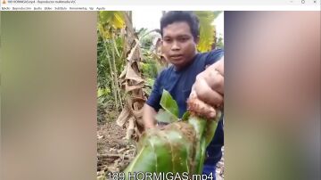 HORMIGAS