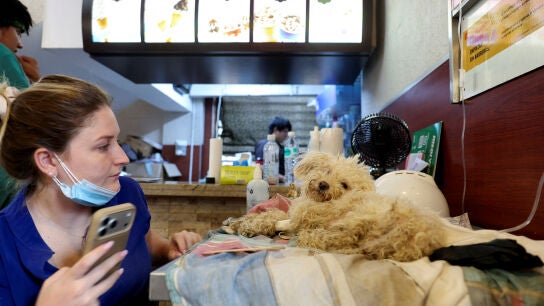  Un perro recibe tratamiento en una clínica veterinaria improvisada y en un centro de triaje para humanos dentro de un McDonald's.