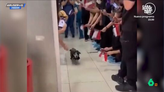 El emotivo reencuentro de un perro con su familia tras pasar 21 d&iacute;as en la UCI emociona a las redes