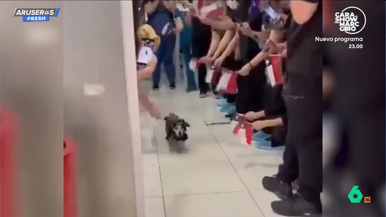El emotivo reencuentro de un perro con su familia tras pasar 21 días en la UCI emociona a las redes El emotivo reencuentro de un perro con su familia tras pasar 21 días en la UCI emociona a las redes